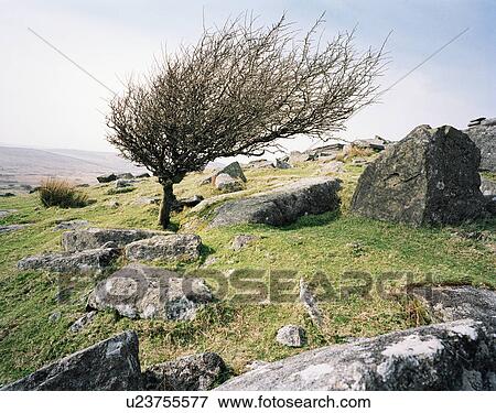 Stock Photo - Windblown tree on rocky hillside, Bodmin Moor, Cornwall, UK. Fotosearch