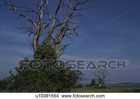 Picture - Withering Big Tree, France. Fotosearch