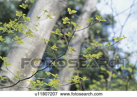 Stock Photo - Woodland. Fotosearch