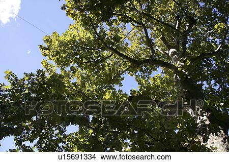 A Fresh Green And The Blue Sky View Large Photo Image Picture - A Fresh Green And The Blue Sky. Fotosearch
