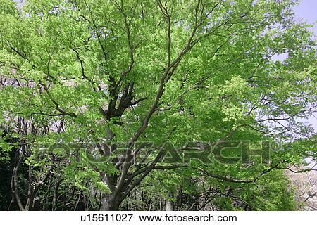 A Fresh Green Tree View Large Photo Image Stock Photo - A Fresh Green Tree. Fotosearch