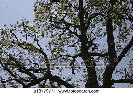 Stock Image - A Tree And A Blue Sky. Fotosearch