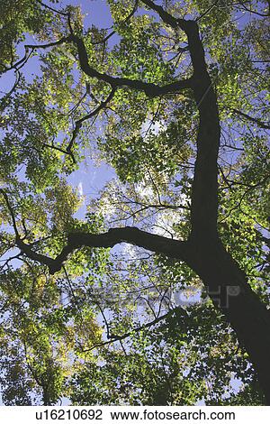 Stock Image - A Tree From The Low Angle. Fotosearch
