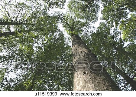 A Tree View Large Photo Image Stock Photo - A Tree. Fotosearch