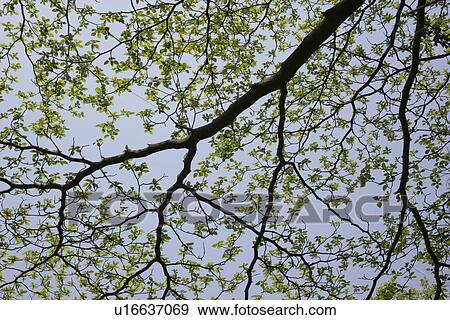 A Wooden Branch View Large Photo Image Stock Photo - A Wooden Branch. Fotosearch