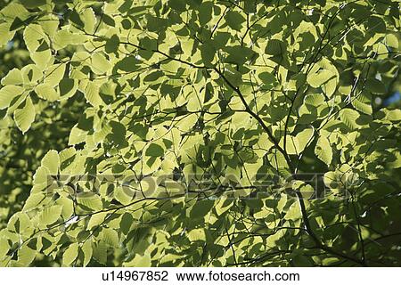 Stock Image - Beech Branch. Fotosearch