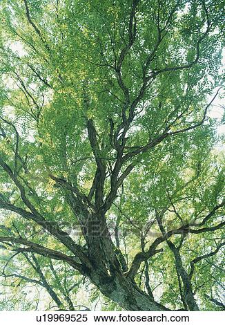 Stock Photography - Beech Branches. Fotosearch