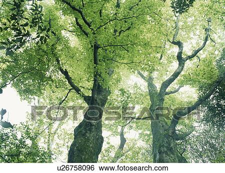 Beech Trees View Large Photo Image Stock Photograph - Beech Trees. Fotosearch
