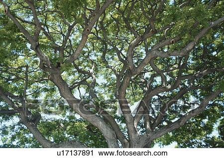 Stock Image - Big Tree. Fotosearch