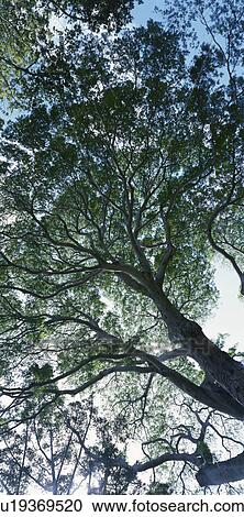 Stock Image - Big Tree. Fotosearch