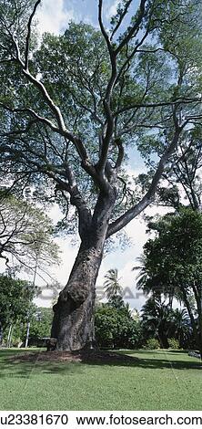 Big Tree View Large Photo Image Stock Image - Big Tree. Fotosearch