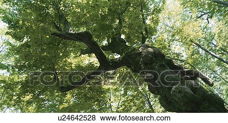 Big Tree View Large Photo Image Stock Photo - Big Tree. Fotosearch
