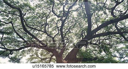 Stock Photography - Big Tree. Fotosearch