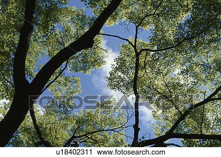 Stock Image - Blue Sky Through Leaves. Fotosearch