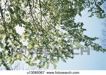 Stock Photo - Branch Against Blue Sky. Fotosearch