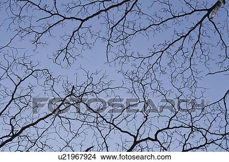 Branches Against Blue Sky View Large Photo Image Picture - Branches Against Blue Sky. Fotosearch