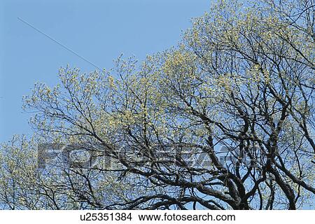 Picture - Branches Against Blue Sky. Fotosearch