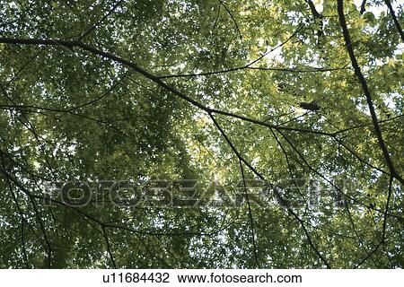 Stock Image - Branches And Leaves. Fotosearch