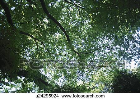 Picture - Branches. Fotosearch