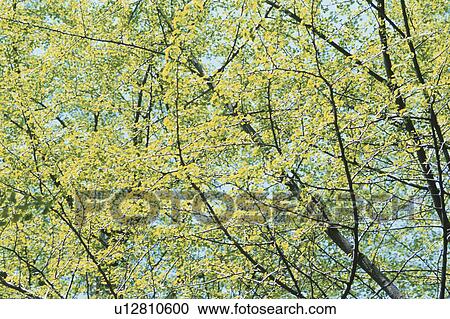 Stock Image - Branches. Fotosearch