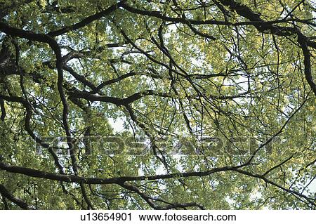 Branches View Large Photo Image Stock Image - Branches. Fotosearch