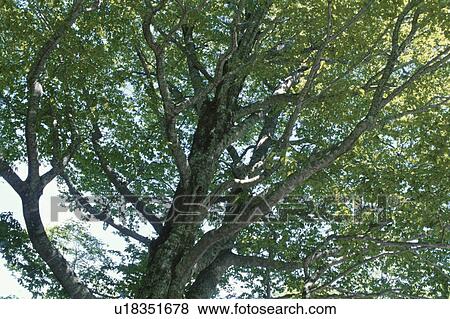 Stock Photo - Branches. Fotosearch