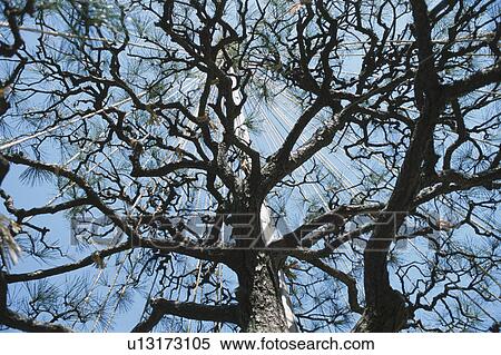 Branches View Large Photo Image Stock Photography - Branches. Fotosearch