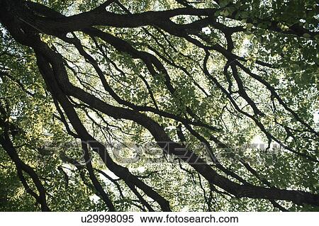 Branches View Large Photo Image Stock Photography - Branches. Fotosearch