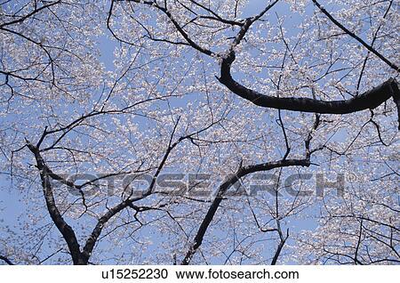 Cherry Tree View Large Photo Image Stock Image - Cherry Tree. Fotosearch