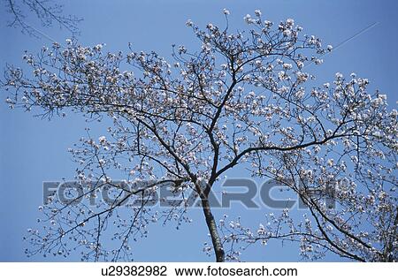 Stock Image - Cherry Tree. Fotosearch
