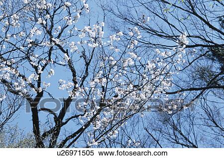 Stock Photography - Cherry Tree. Fotosearch