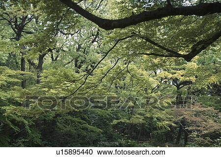 Stock Image - Dense Forest. Fotosearch