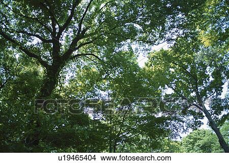 Dense Woodland View Large Photo Image Picture - Dense Woodland. Fotosearch