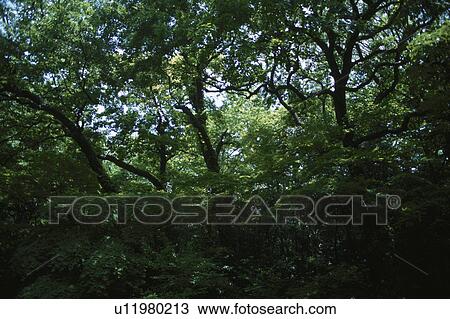 Dense Woodlands View Large Photo Image Stock Image - Dense Woodlands. Fotosearch