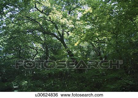 Stock Photograph - Dense Woodlands. Fotosearch