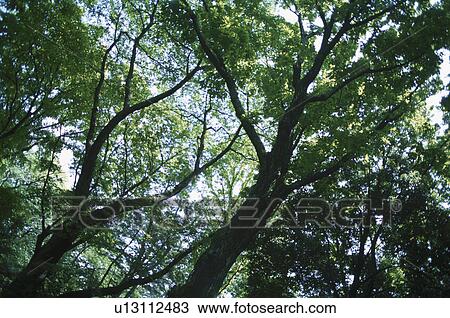 Forest View Large Photo Image Stock Image - Forest. Fotosearch