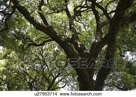 Picture - Fresh Green. Fotosearch