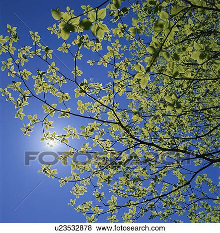 Stock Photo - Fresh Green. Fotosearch