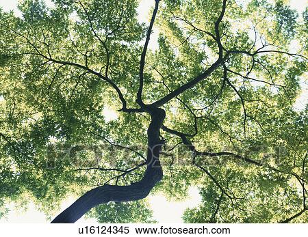Stock Photography - Fresh Green. Fotosearch