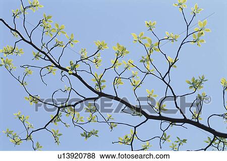 Green Leaves On Branch View Large Photo Image Stock Photo - Green Leaves On Branch. Fotosearch