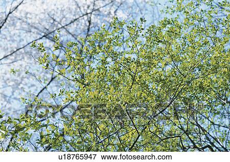 Green Leaves On Branch View Large Photo Image Stock Photo - Green Leaves On Branch. Fotosearch