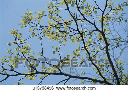Stock Photograph - Green Leaves On Branch. Fotosearch