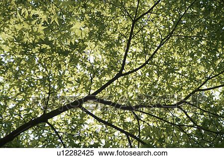 Green Leaves On Branch View Large Photo Image Stock Photography - Green Leaves On Branch. Fotosearch