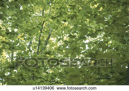 Stock Photograph - Green Leaves. Fotosearch
