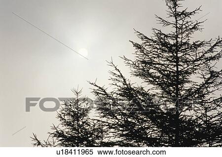 Grove View Large Photo Image Stock Photography - Grove. Fotosearch