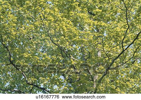 Light On Leaves View Large Photo Image Stock Photograph - Light On Leaves. Fotosearch