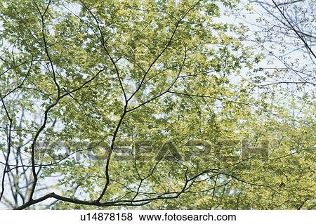 Stock Photo - Maple Tree. Fotosearch