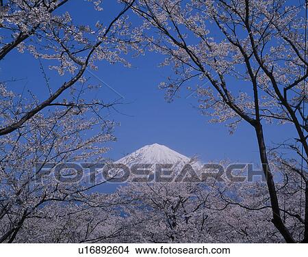 Picture - Mount Fuji And Cherry Trees. Fotosearch