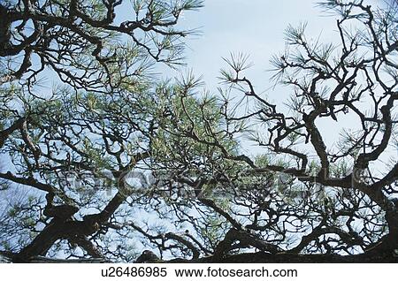 Pine Branches View Large Photo Image Stock Photography - Pine Branches. Fotosearch