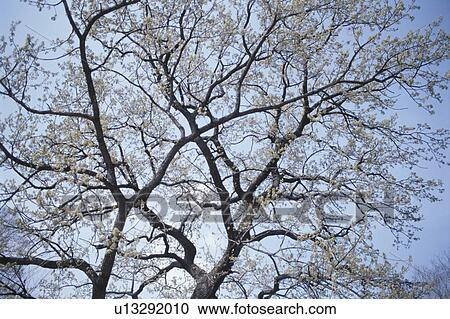 Stock Image - Spring Branches. Fotosearch